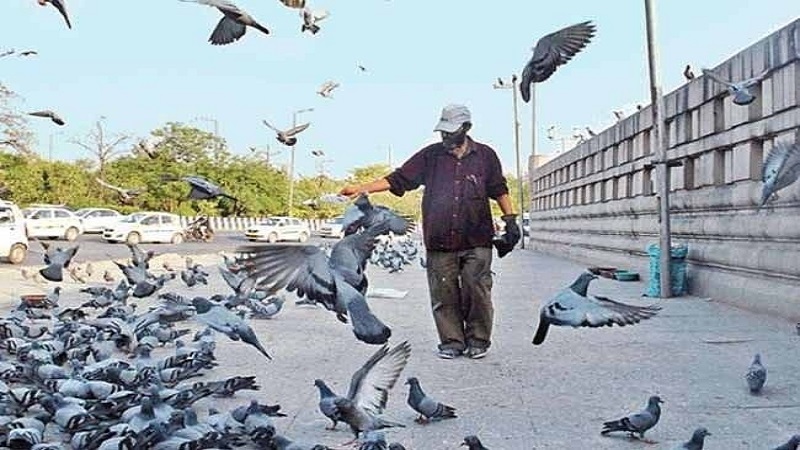 A man filling the belly of birds in lockdown.