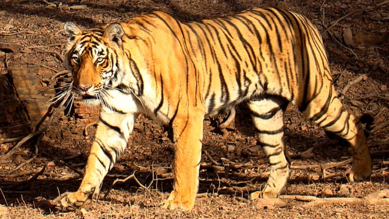 Corona Tiger