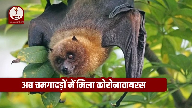 bats species coronavirus
