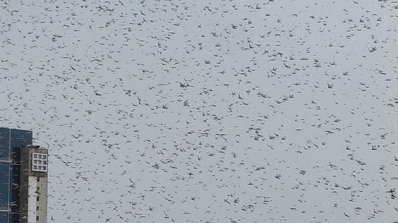 swarms of locusts