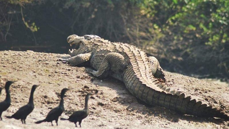crocodile at home