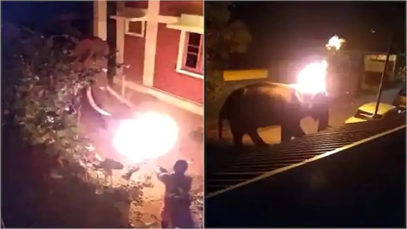burning elephant