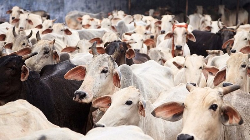 Cattle Preservation Bill