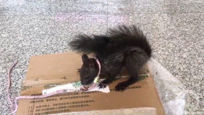 China Police Drug Sniffing Squirrel Drugs